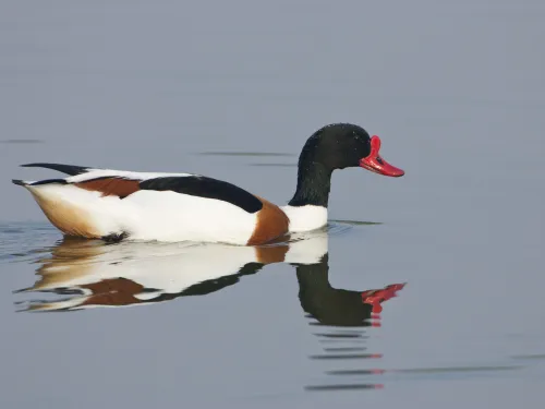 Shelduck