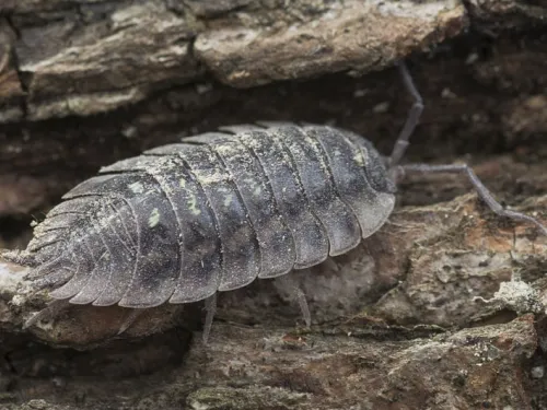 Common Woodlouse