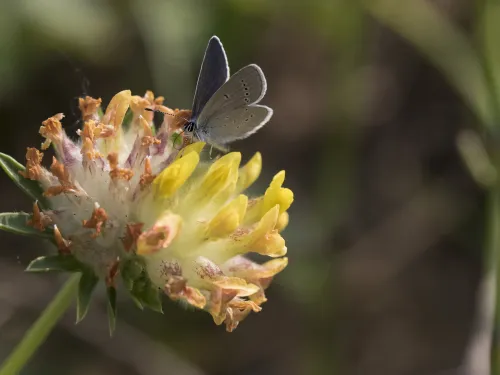 Small Blue butterfly