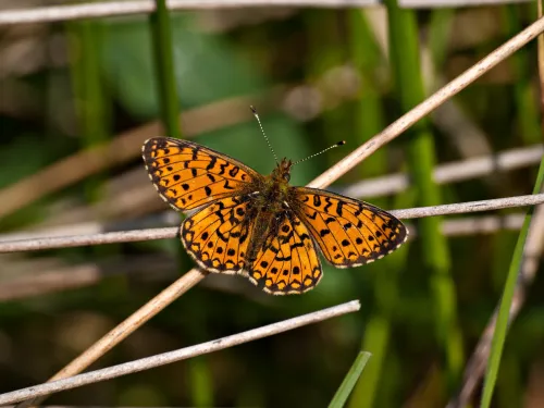 Small Pearl-bordered Fritillary butterfly