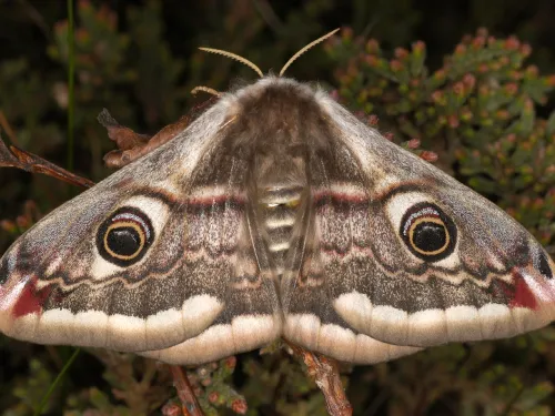 Emperor Moth