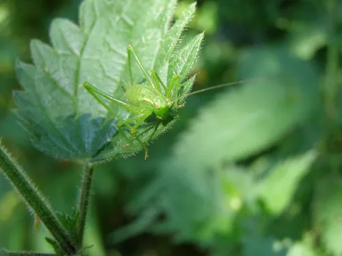 Speckled Bush-cricket