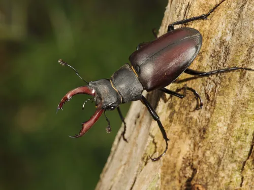 Stag Beetle