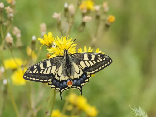 Swallowtail Butterfly