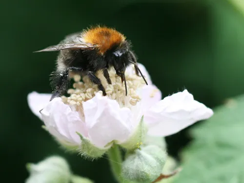 Tree Bumblebee