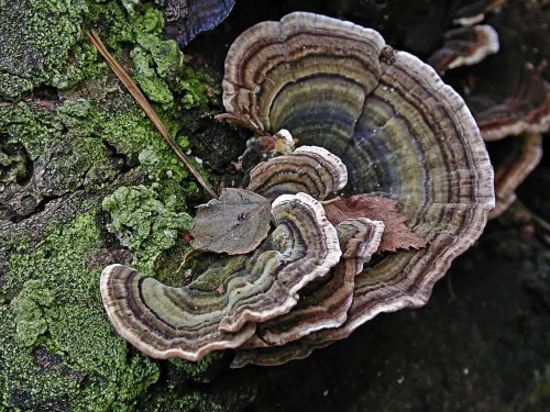 Turkeytail