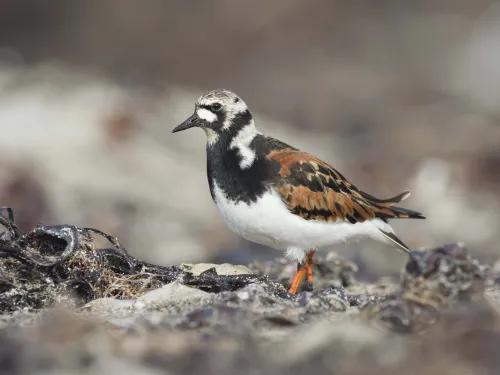 Turnstone