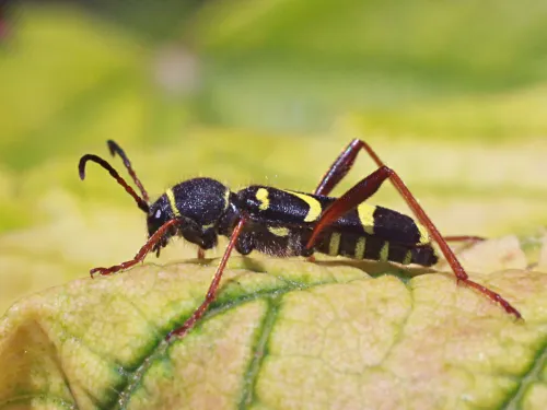 Wasp Beetle