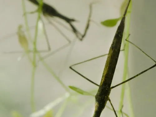 Water Stick Insect