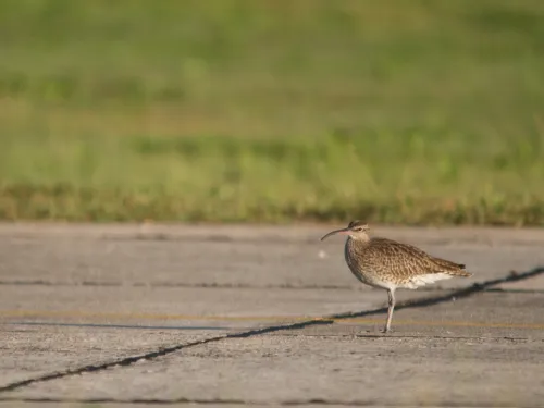 Whimbrel