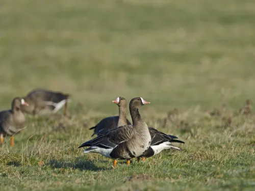 White-fronted Goose