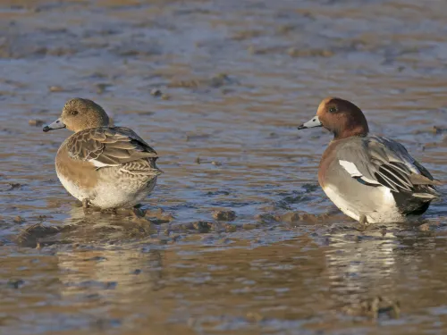 A pair of wigeon stand on a muddy shore