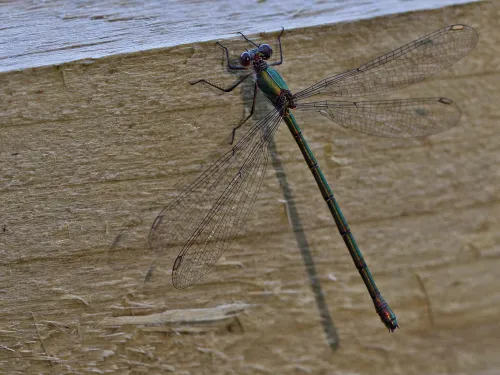 Willow Emerald Damselfly