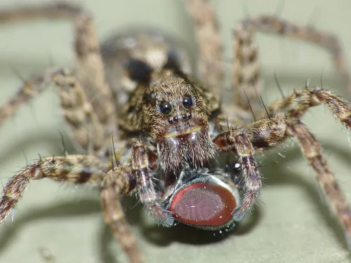 Wolf Spider