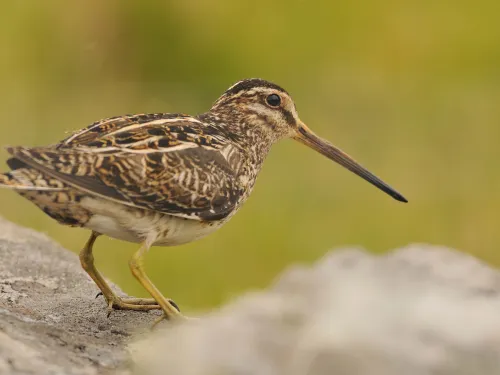 Common Snipe