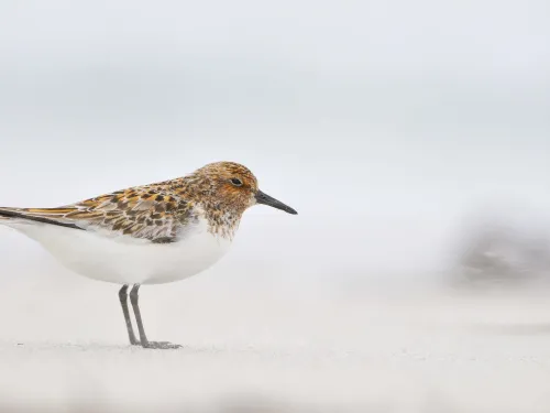 Sanderling