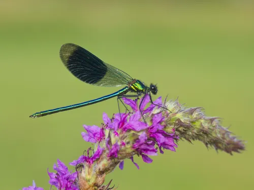 Banded Demoiselle