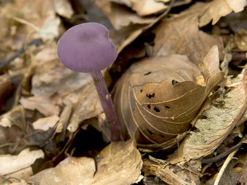 Amethyst Deceiver