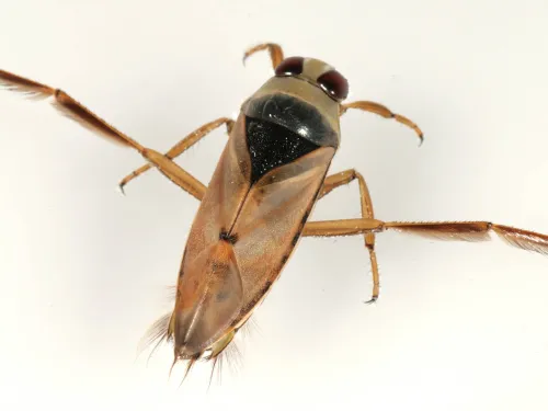 Common Backswimmer