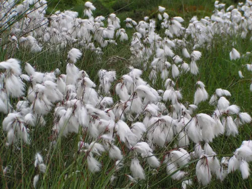 Common Cotton-grass