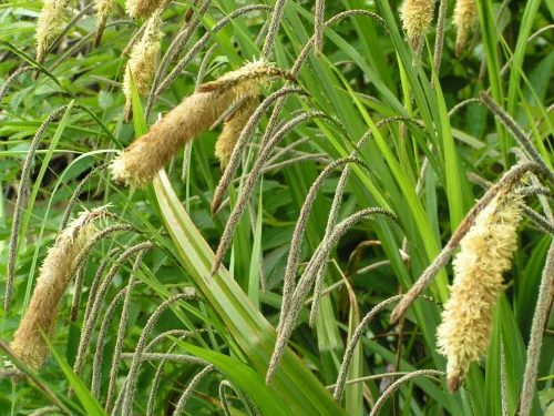 Pendulous Sedge