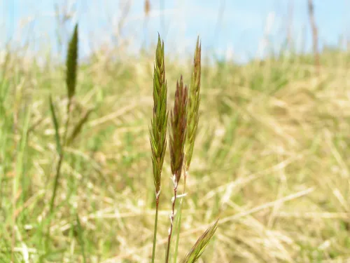 Sweet Vernal-grass