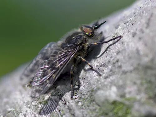 Notch-horned Cleg-fly