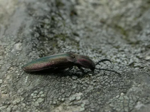 Coppery Click Beetle