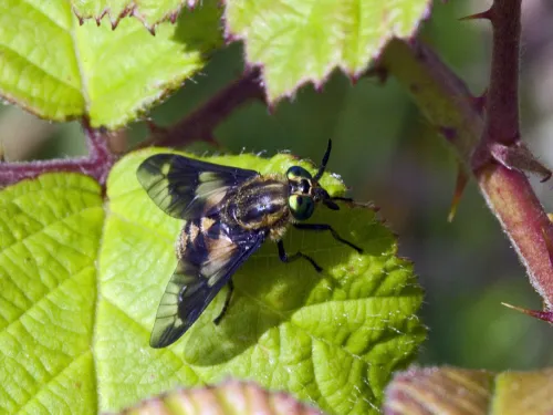 Twin-lobed Deer-fly