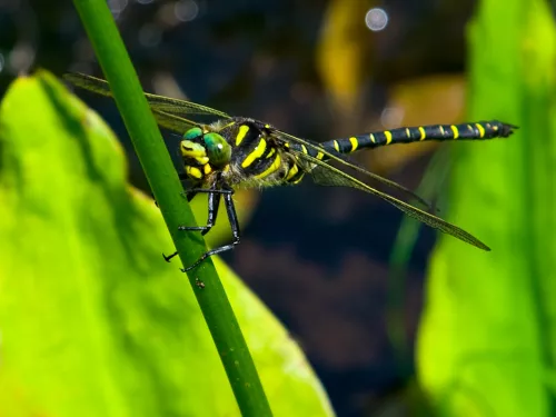 Golden-ringed Dragonfly