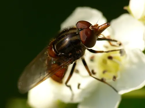 Heineken Fly