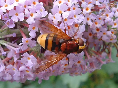 Hornet Mimic Hoverfly