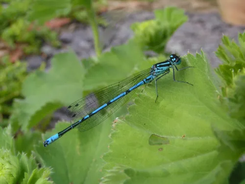 Azure Damselfly
