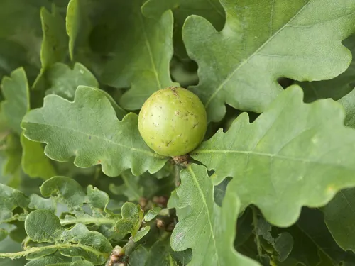 Oak Apple Gall 