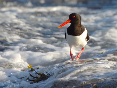 Oystercatcher