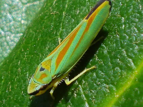 Rhododendron Leafhopper