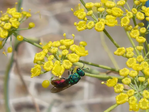 Ruby-tailed Wasp