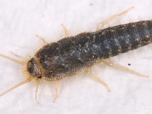 Silverfish