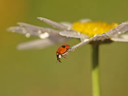 2-spot Ladybird