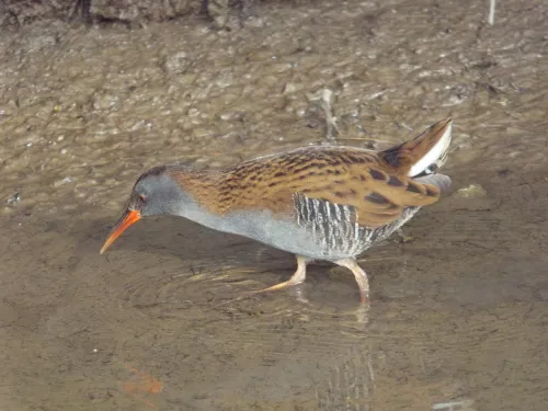 Water Rail