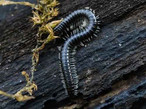 White-legged Snake Millipede
