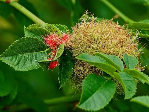 Robin's Pincushion