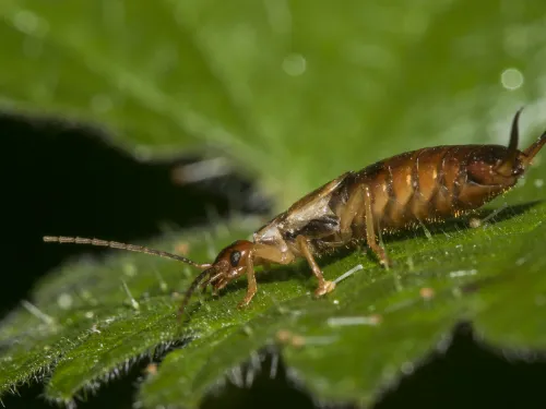 Common Earwig