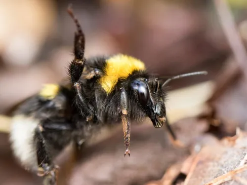 Garden Bumblebee