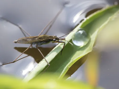 Common Pond Skater