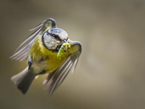 blue tit