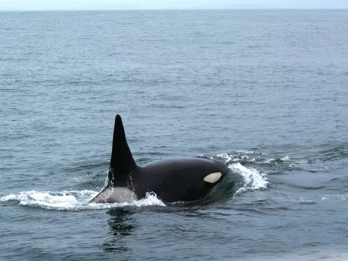 Orca swimming in the ocean with its fin and body partially above water