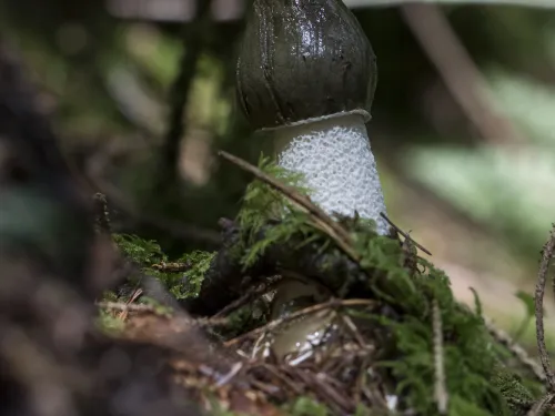 Stinkhorn fungus