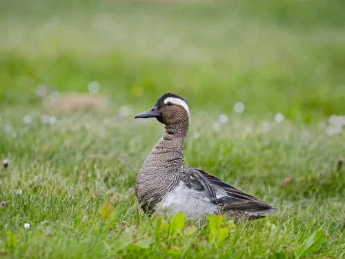 Drake garganey