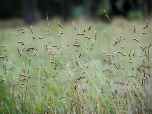 Grasses flowing in the wind